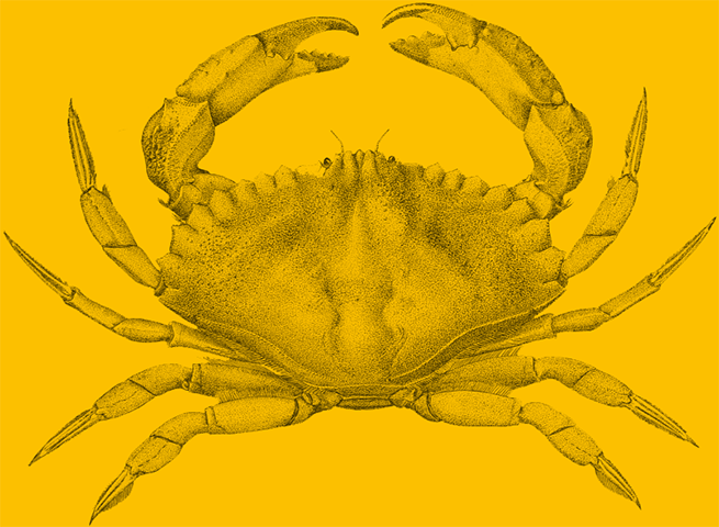 crab