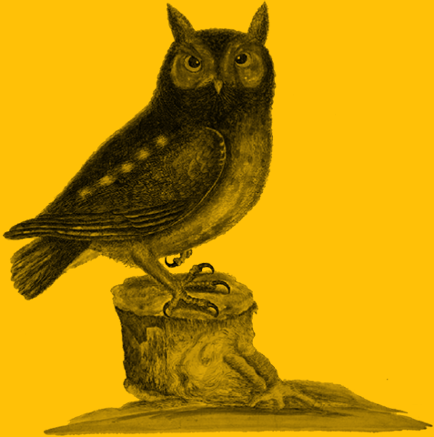 owl